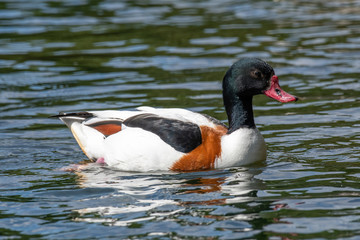 The common shelduck, Tadorna tadorna is a waterfowl species of the shelduck genus, Tadorna.