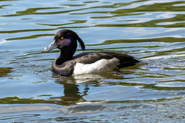 Close up photo of Tufted duck (Aythya fuligula) swimming in a pond