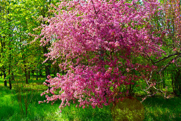 pink flowers in the garden