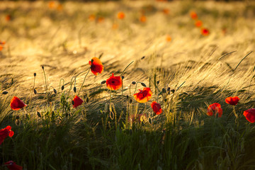 Fototapeta premium Kornfeld_in_der_Abendsonne_0838
