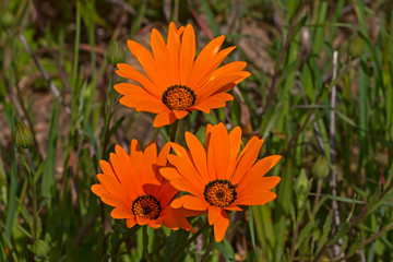 Three orange daisy wildflowers