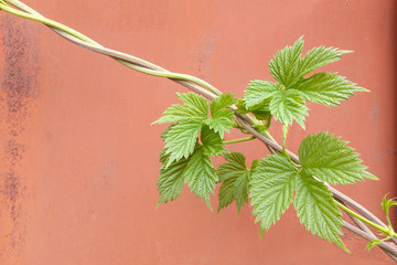 shoots of a hop, climbing plant on a light background