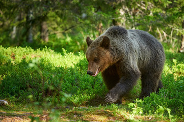 Obraz na płótnie Canvas Male brown bear (Ursus arctos) in the forest