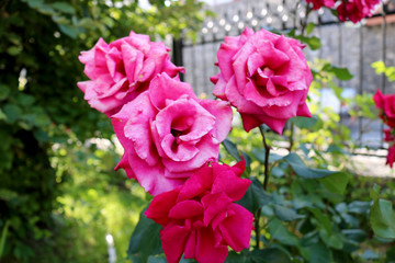 Pink rose for background and texture