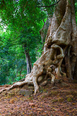 Fototapeta na wymiar Tree with gaint roots