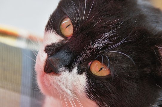 Kopf einer Katze
