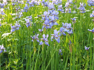field of blue irises in summer © Елена Антонова