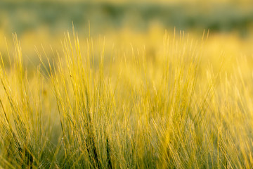 Spikes of wheat of golden color, texture.
