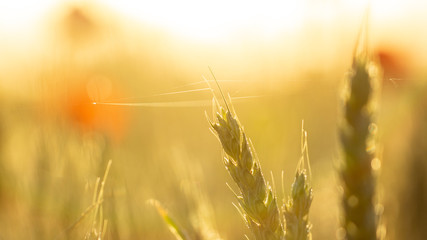 Spikes of wheat of golden color, texture.