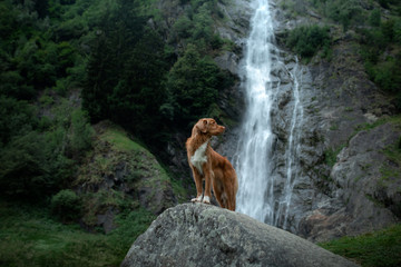Obraz na płótnie Canvas Nova Scotia Duck Tolling Retriever, Toller standing on a stone at the waterfall. dog near the water in nature. Pet Traveling