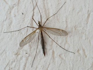 Insect sitting on the wall