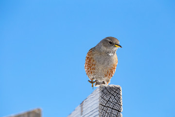 Vogel vor blauem Himmel