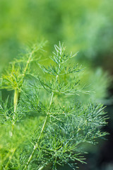 green dill branches as background