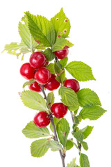 velvet cherry on a branch