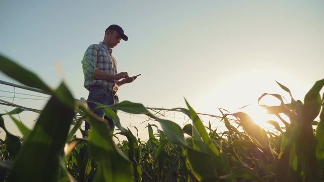 Farmer working in a cornfield, using smartphone
