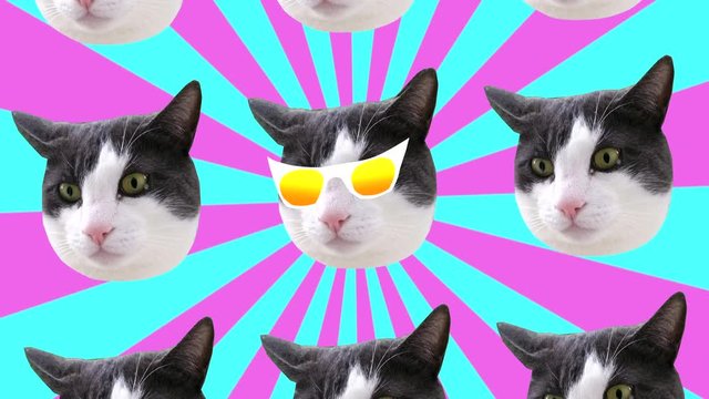 Minimal animation Motion design Fun Art. Multi Kitten heads pop and party glamour style on multicoloured sunbeam background. Seamless loop, 4k