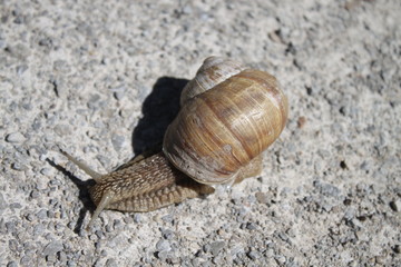 Weinbergschnecke