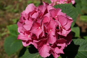 pink hortensia