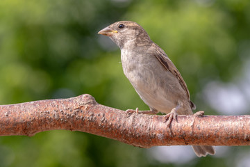 Female House Sparrow on branch