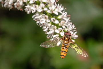 Hoverfly on Hebe flower