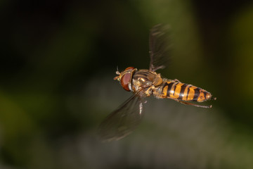 Hoverfly in mid air