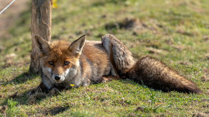 Naklejka na ściany i meble Fox in field
