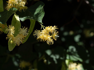 Flowering Linden flowers are beautiful