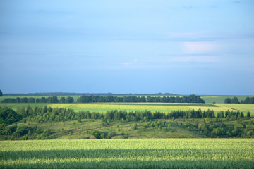 Fototapeta na wymiar Beautiful countryside with green wheat fields landscape