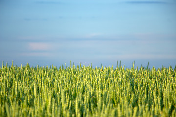 Beautiful countryside with green wheat fields landscape