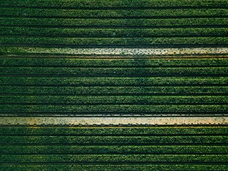 Aerial view of cabbage rows field in agricultural landscape
