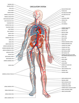 Labelled diagram showing the details of the human body circulatory system.
