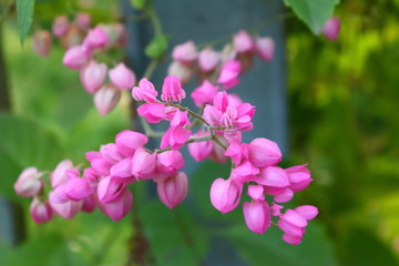 Pink Flower