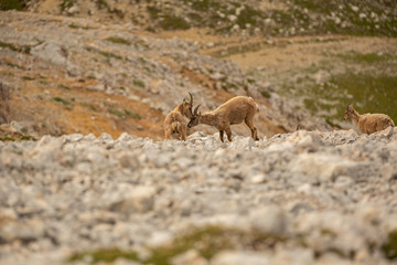 South-Tyrol Fanes Mountains unesco