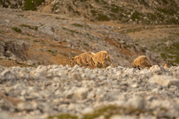 South-Tyrol Fanes Mountains unesco
