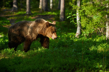 Obraz na płótnie Canvas Male brown bear (Ursus arctos) in the forest