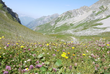 wild flowers in the mountains