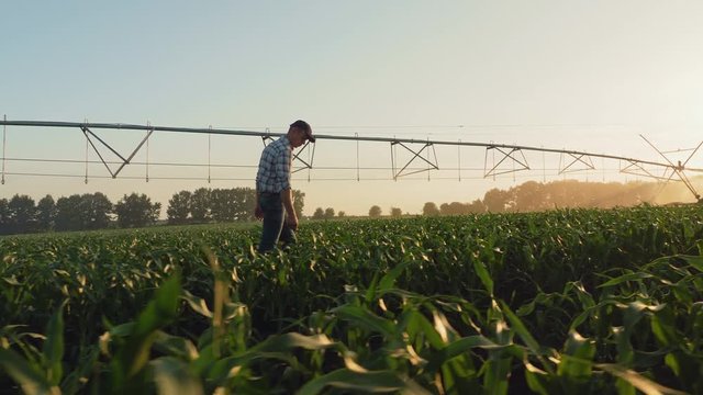 Farmer walking through a cornfield at sunset