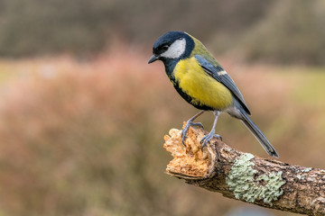 Great tit looking down from branch