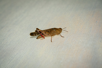 Grasshopper resting on rugged cloth, macro photography