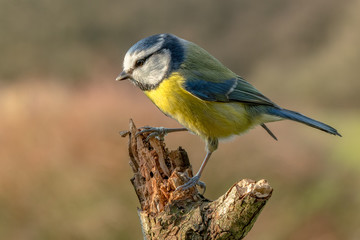 Blue tit on branch at sunset