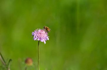 Bee is picking pollen from wild flower.
