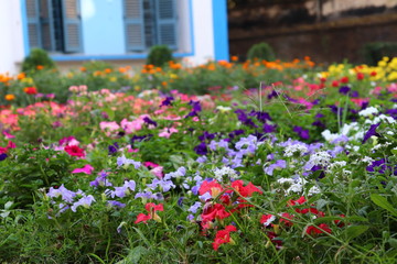 Fototapeta na wymiar Flower Garden