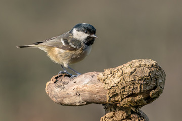 Coal Tit on branch