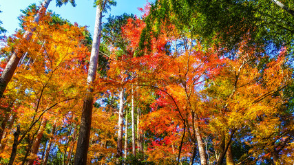京都嵯峨野の紅葉と竹林（大河内山荘付近）