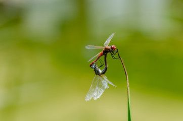 Dragonflies mating