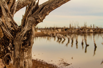 Dead trees in the lake. City of Epecuen submerged. .