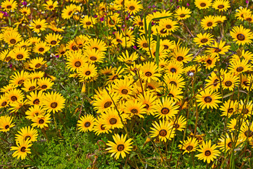 Field of bright yellow spring wildflowers