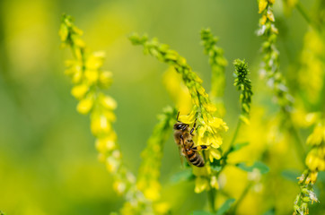 Bee is picking pollen from wild flower.
