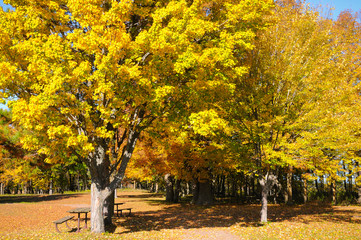autumn trees in the park