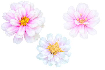 blurred for background.Beautiful pink chrysanthemum isolated on the white background. Photo with clipping path